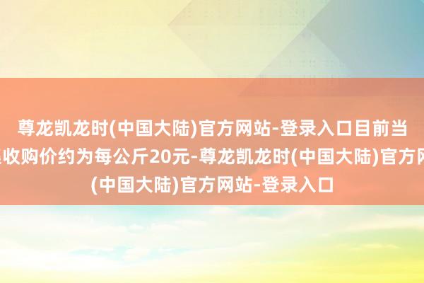 尊龙凯龙时(中国大陆)官方网站-登录入口目前当地的冬笋市集收购价约为每公斤20元-尊龙凯龙时(中国大陆)官方网站-登录入口